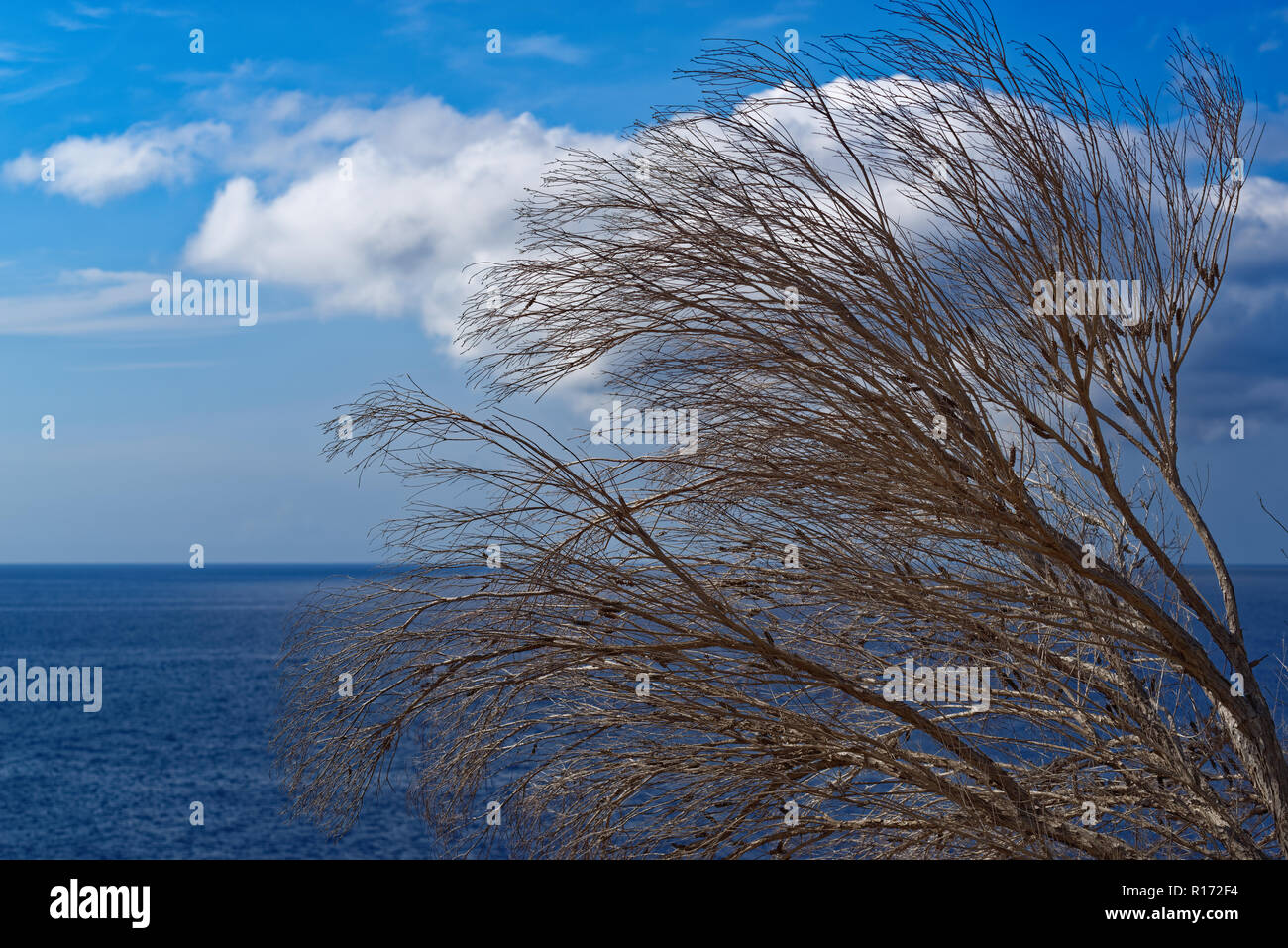 Sécher les branches d'arbres contre le ciel bleu et l'eau de l'océan Atlantique. L'île de Madère, Portugal Banque D'Images