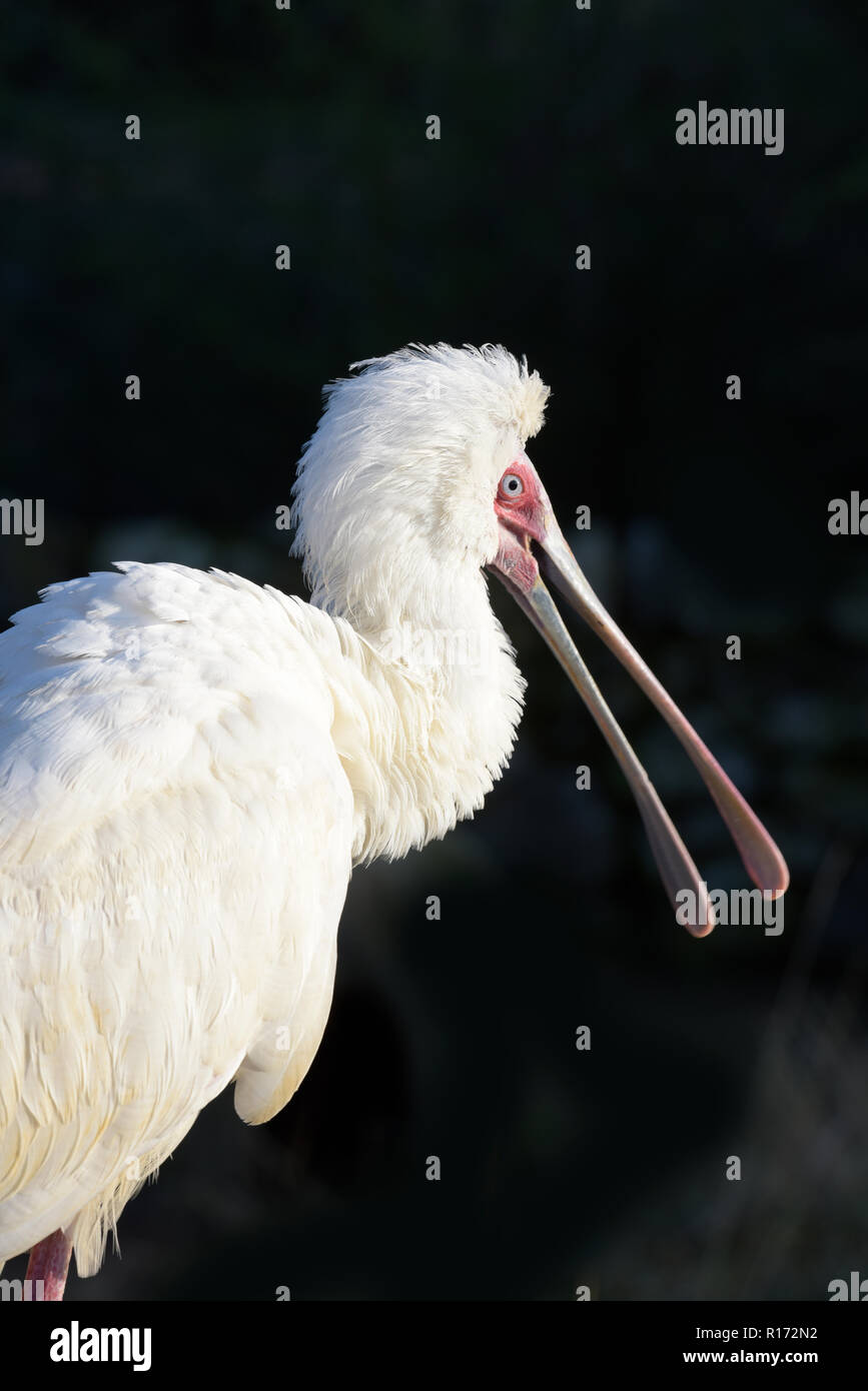 La Spatule blanche (Platalea alba) gros plan d'un oiseau blanc bec avec une spatule comme Banque D'Images