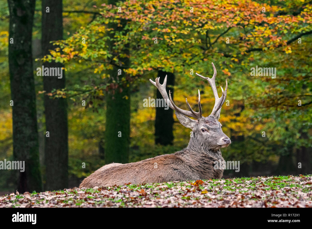Red Deer (Cervus elaphus) stag / homme reposant dans forêt d'automne dans les Ardennes durant la saison de chasse Banque D'Images