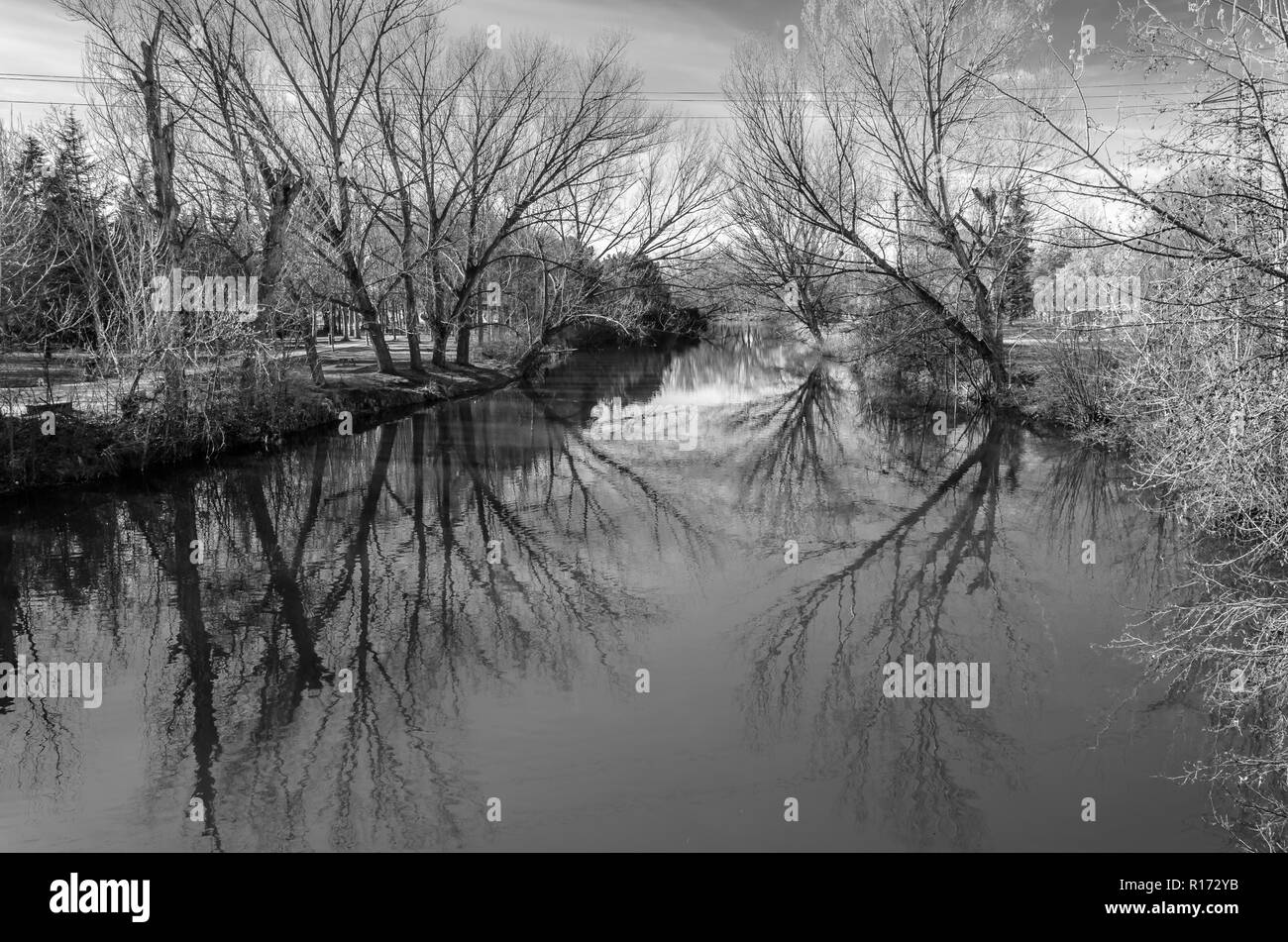 Les branches d'arbre de fond naturel reflet dans l'eau, l'image en noir et blanc Banque D'Images