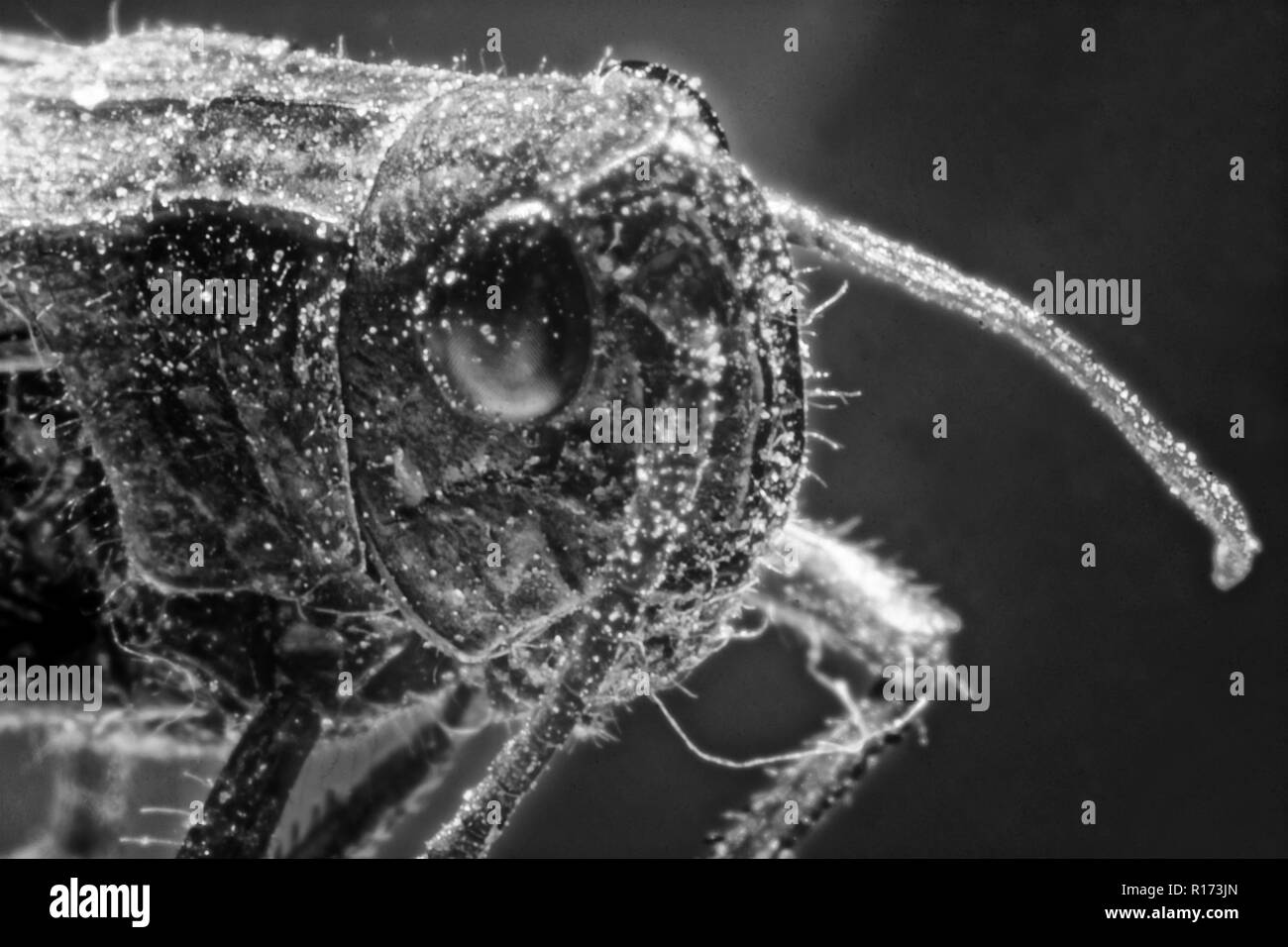 Sauterelle (photo) Tettigonioidea superfamille,insectes, cricket durs depuis longtemps sous-ordre Banque D'Images