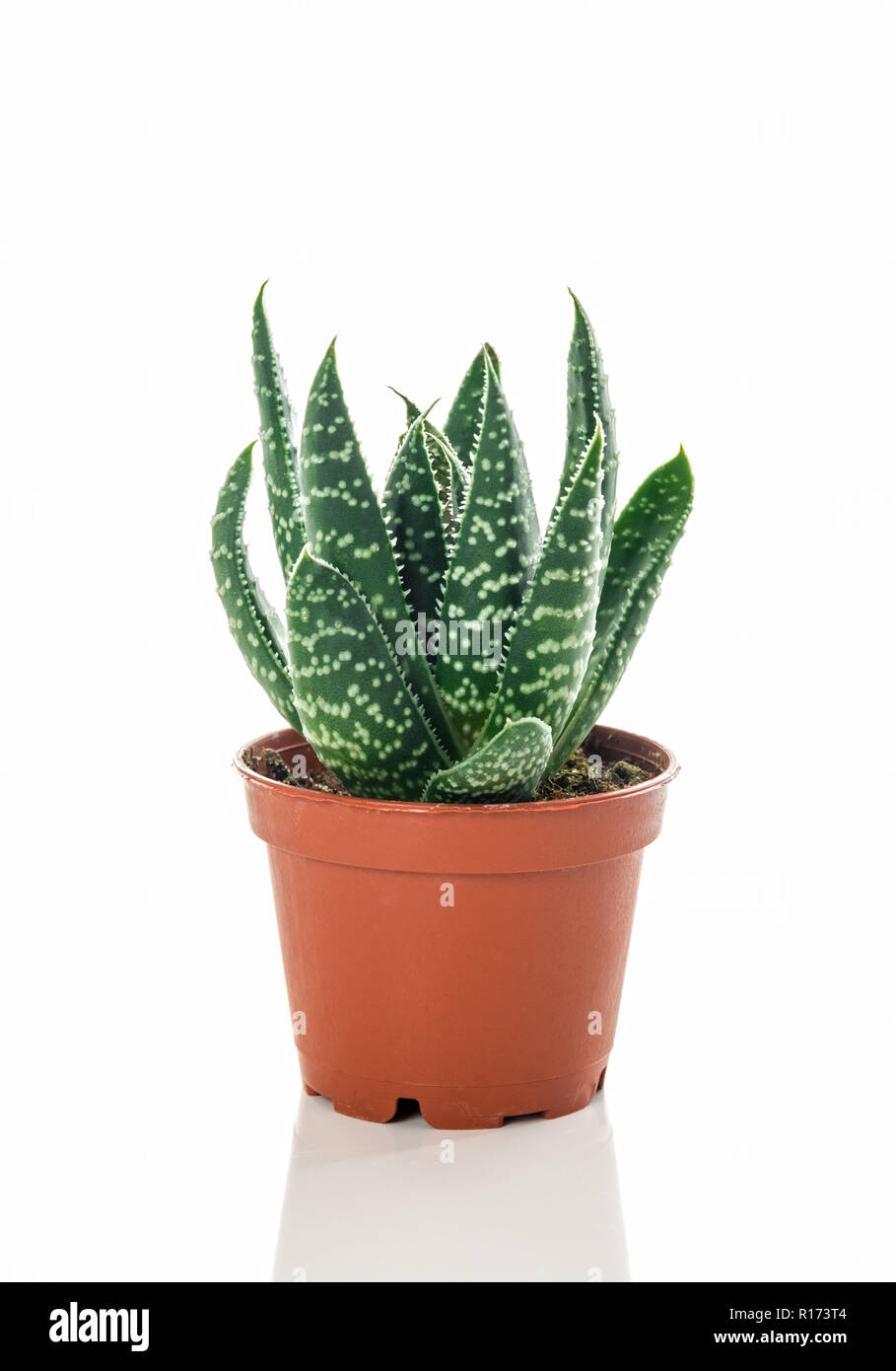 Avec peu de plante succulente dans un pot, sur fond blanc. Banque D'Images
