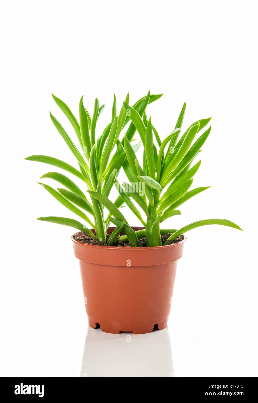 Plante succulente d'un vert vif dans un pot, sur fond blanc. Banque D'Images