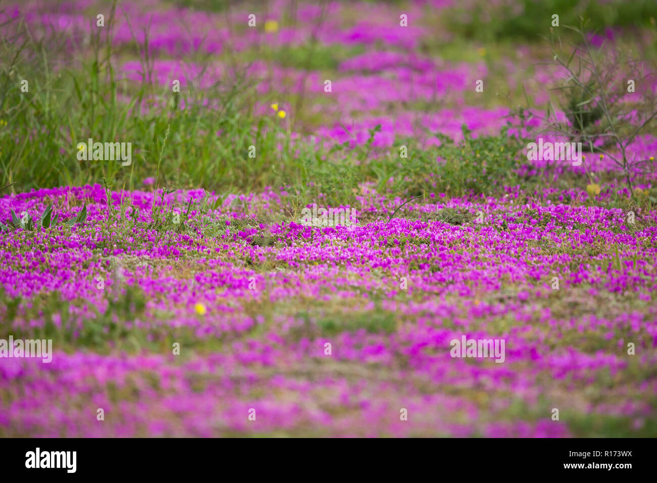 Violet vif ou magenta wild flower patch dans le paysage sauvage de la Province du Cap, Afrique du Sud au printemps Banque D'Images
