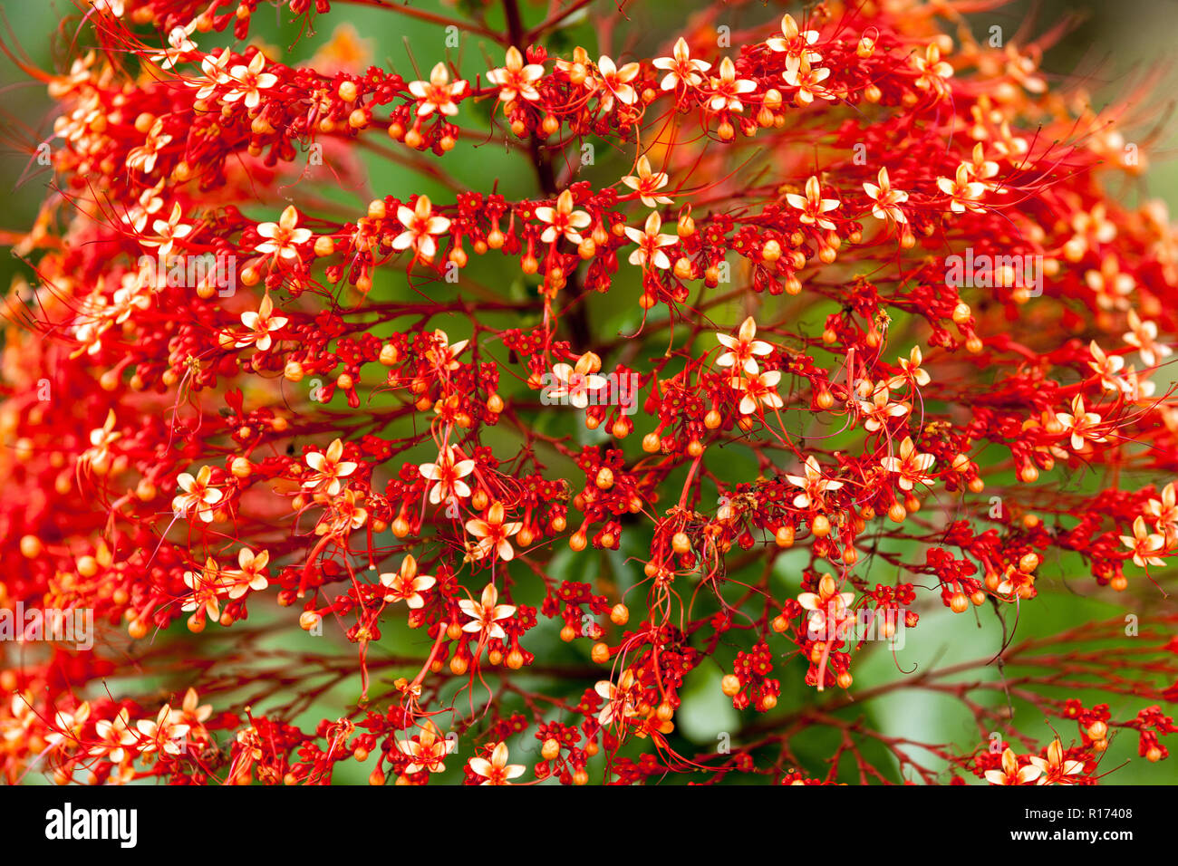 La pagode rouge, Clerodendrum Paniculatum est une belle fleur d'herbes médicales en Chine Banque D'Images