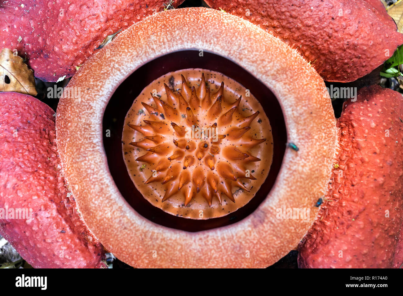 La Rafflesia kerrii est la plus grande fleur du monde, que l'on trouve dans le parc national de Khao Sok, Thaïlande Banque D'Images La Rafflesia kerrii est la plus grande fleur du monde, que l'on trouve dans le parc national de Khao Sok, Thaïlande Banque D'Images