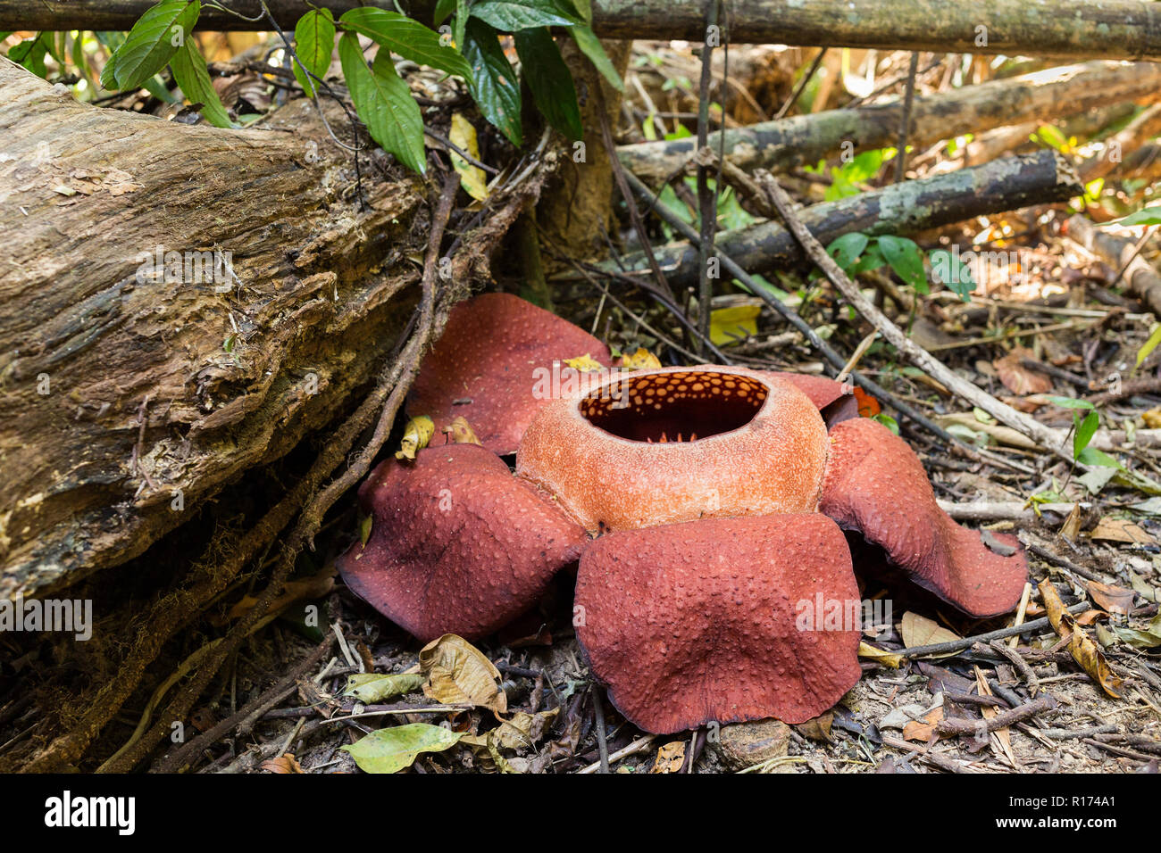 La Rafflesia kerrii est la plus grande fleur du monde, que l'on trouve dans le parc national de Khao Sok, Thaïlande Banque D'Images La Rafflesia kerrii est la plus grande fleur du monde, que l'on trouve dans le parc national de Khao Sok, Thaïlande Banque D'Images