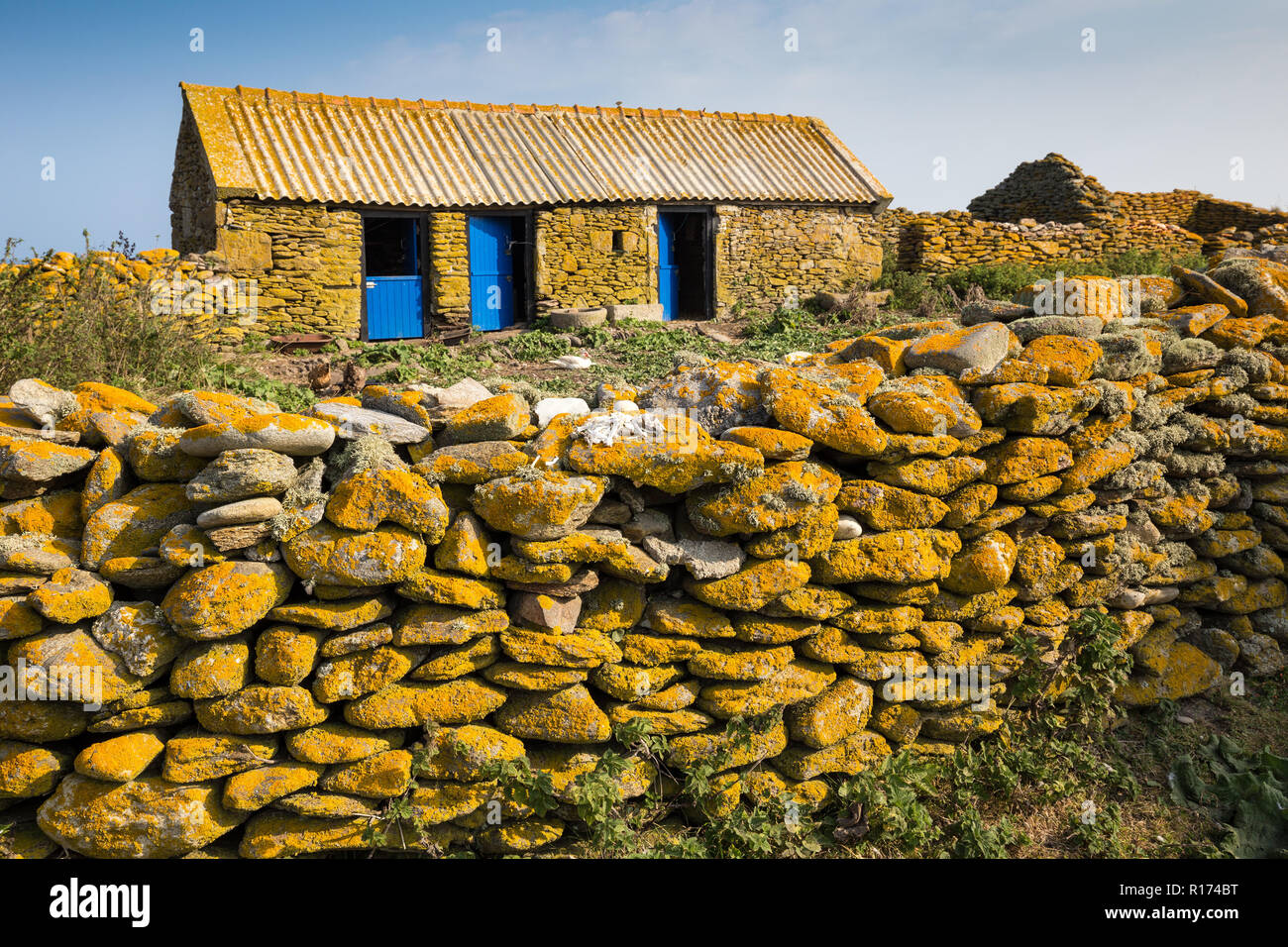 Ancienne ferme en pierre recouvert de lichen jaune dans l'île de Quemenes, Bretagne, France Banque D'Images