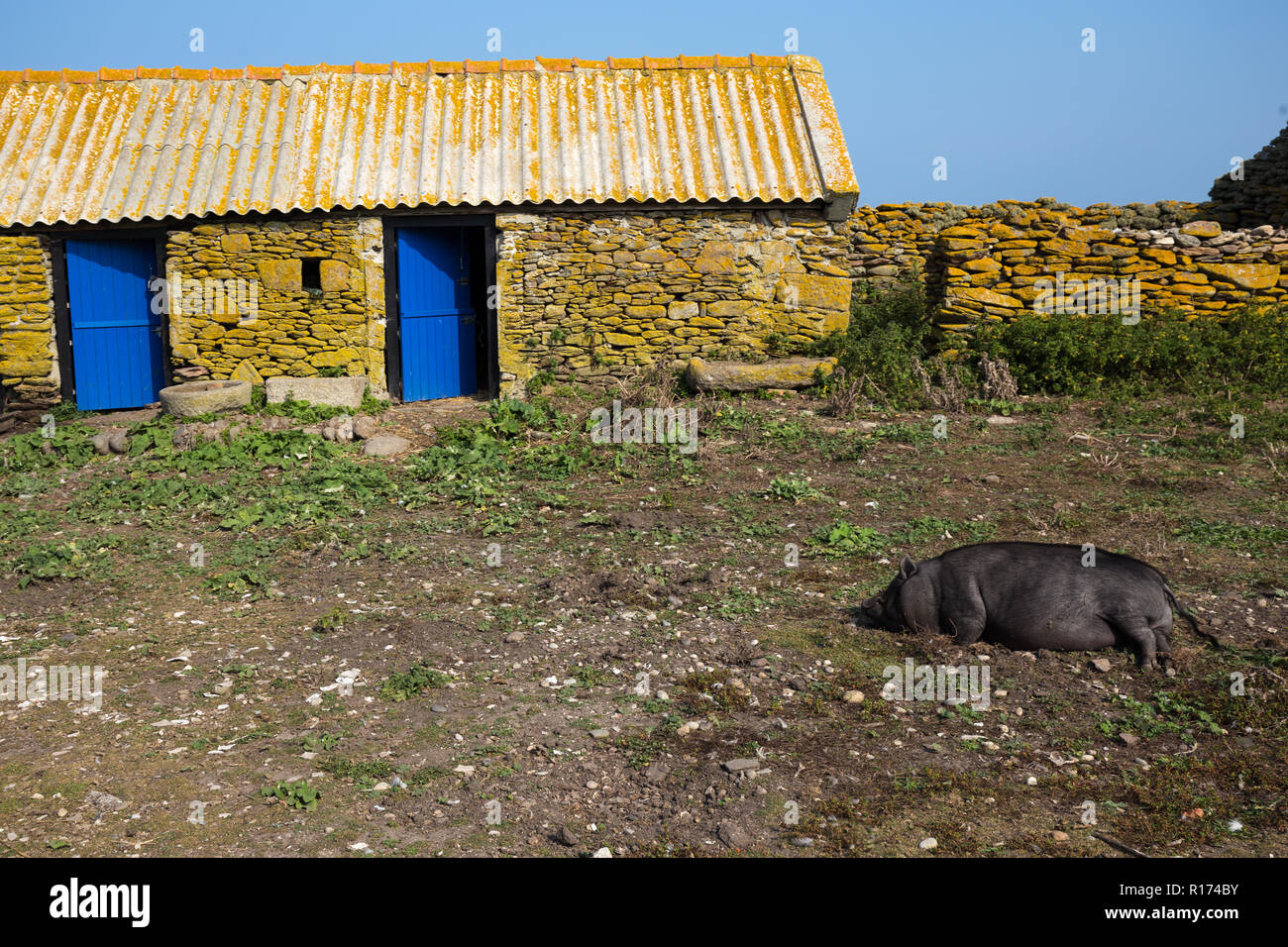 Ancienne ferme avec cochon noir se trouvant dans la cour de l'île de Quemenes, Bretagne, France Banque D'Images