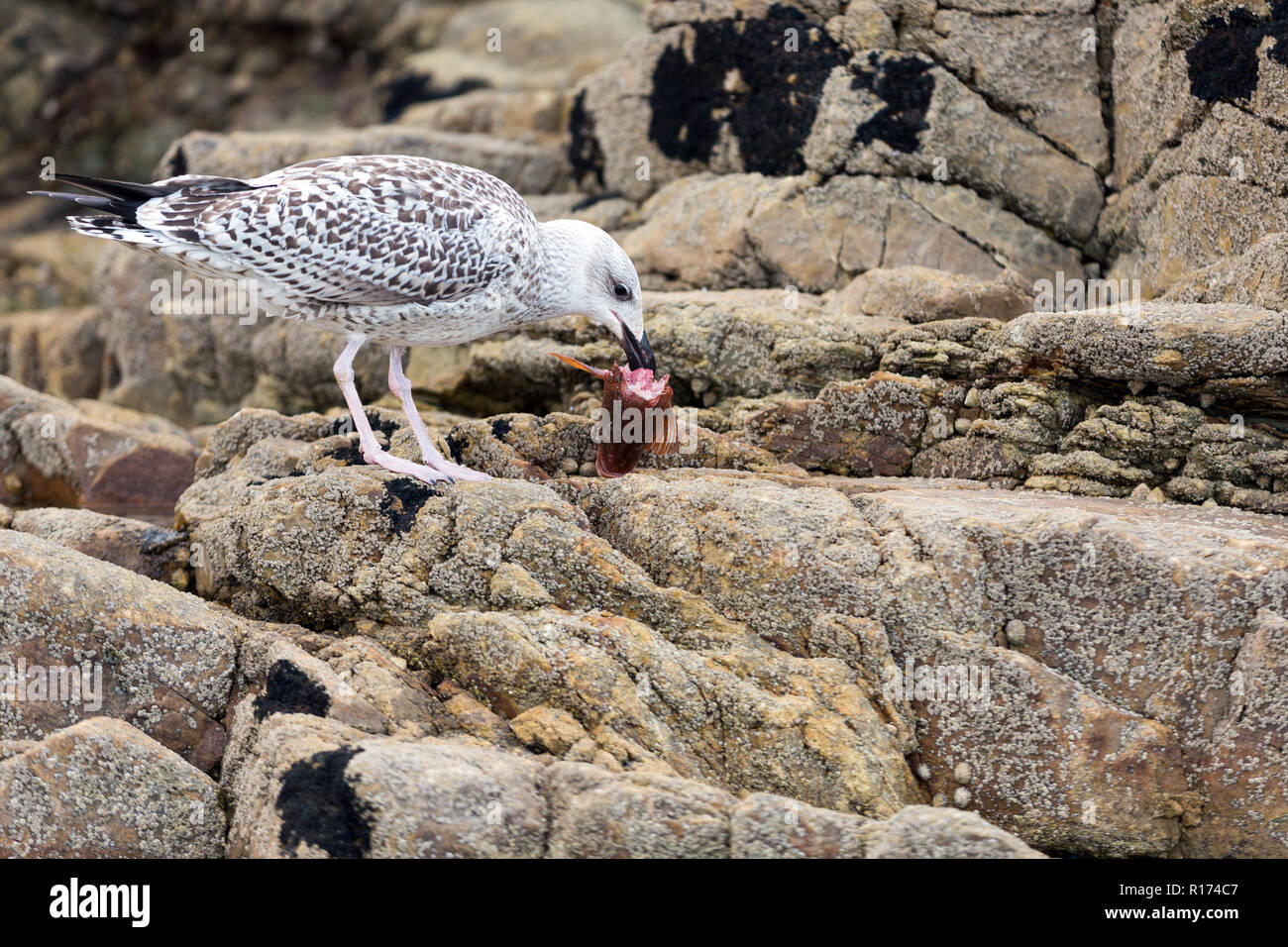 Mouette de manger les poissons morts la tête sur un sol pier Banque D'Images