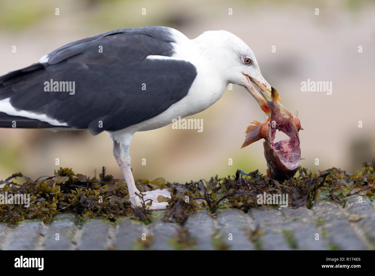 Mouette manger une tête de poisson sur la côte rocheuse Banque D'Images