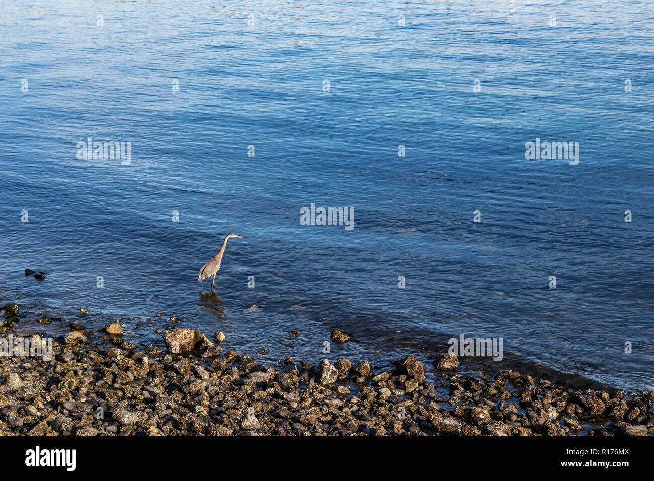 Heron oiseau échassier sur un rivage rocailleux de flottaison avec espace pour placer du texte Banque D'Images