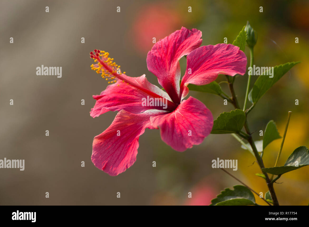 Hibiscus chinois également connu sous le nom de Jaba, Chine Rose, Hibiscus rosa-sinensis. Le Bangladesh. Banque D'Images