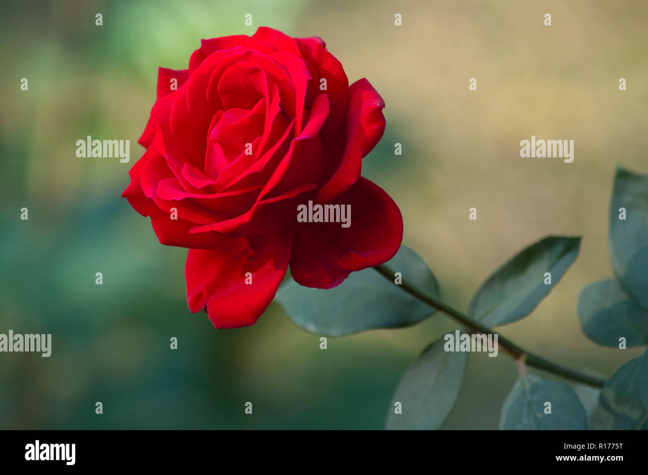 Rose aussi connu comme Golap Gulab, Rosa. Le Bangladesh. Banque D'Images
