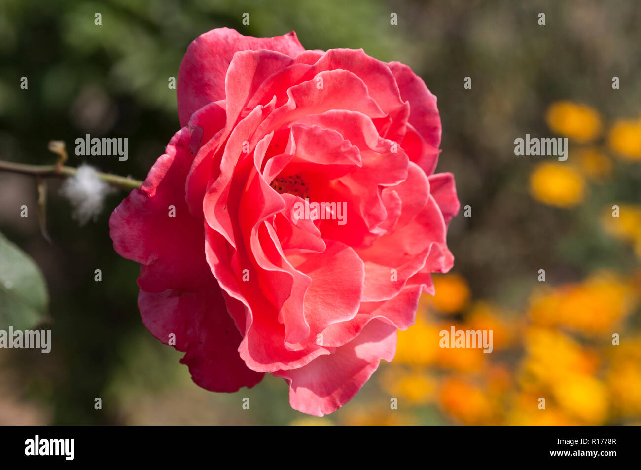 Rose aussi connu comme Golap Gulab, Rosa. Le Bangladesh. Banque D'Images