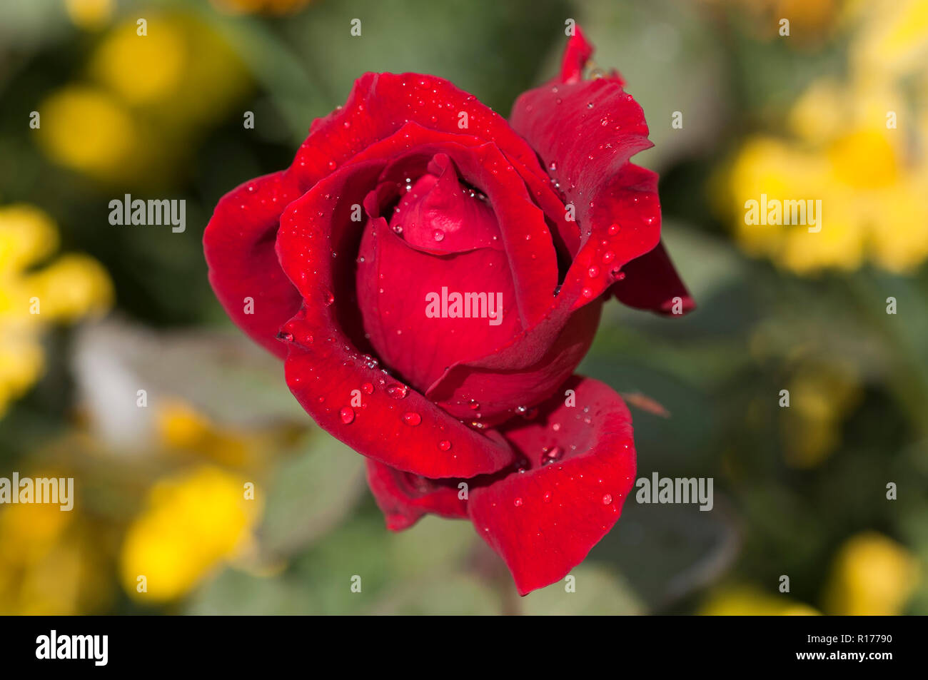 Rose aussi connu comme Golap Gulab, Rosa. Le Bangladesh. Banque D'Images