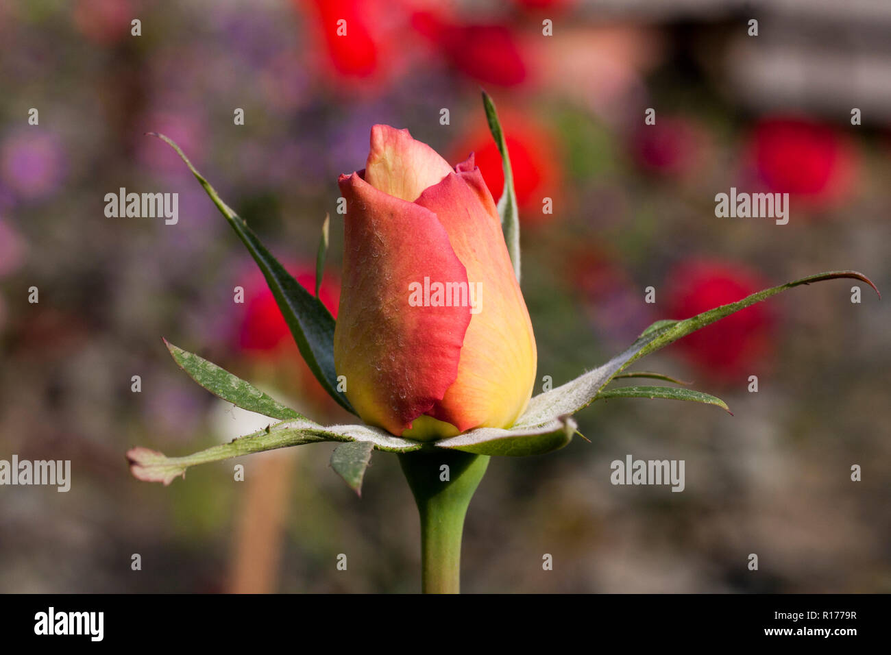 Rose aussi connu comme Golap Gulab, Rosa. Le Bangladesh. Banque D'Images