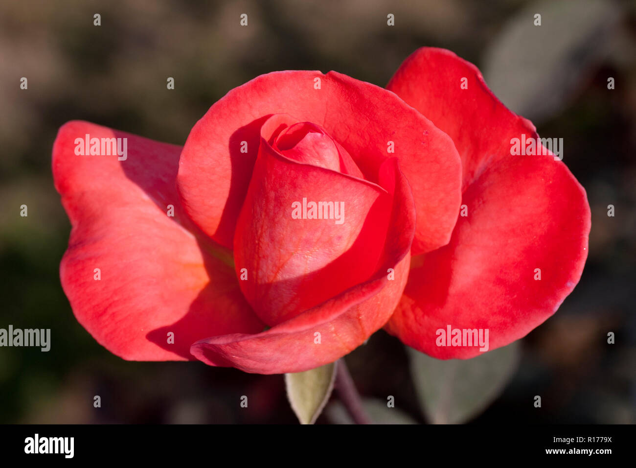 Rose aussi connu comme Golap Gulab, Rosa. Le Bangladesh. Banque D'Images
