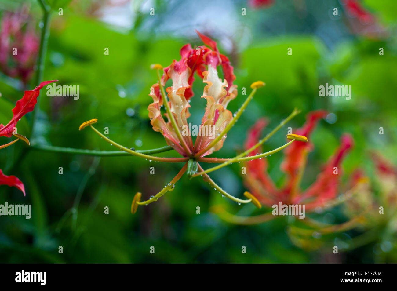 Gloire Lily aussi connu sous le nom de lys Gloriosa, Tiger Claw, Bishalanguli Ulatchandal griffe,,, Gloriosa superba. Le Bangladesh. Banque D'Images