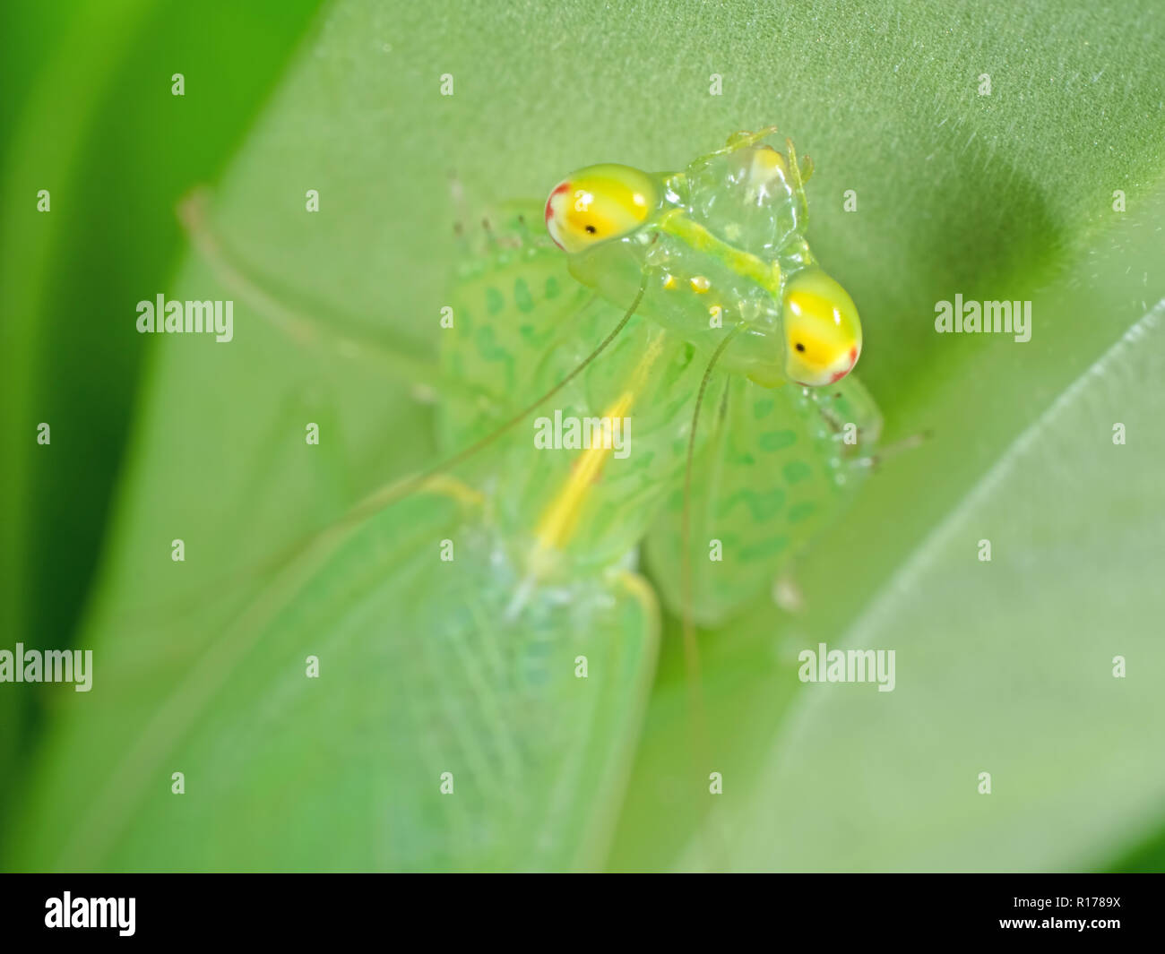 La macro photographie de la tête de mantes sur feuille verte Banque D'Images