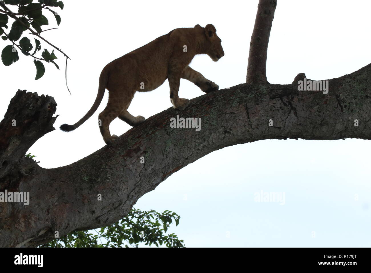 Baumlöwe spaziert im Baum im Nationalpark Ishasha Ouganda (Ostafrika) Banque D'Images