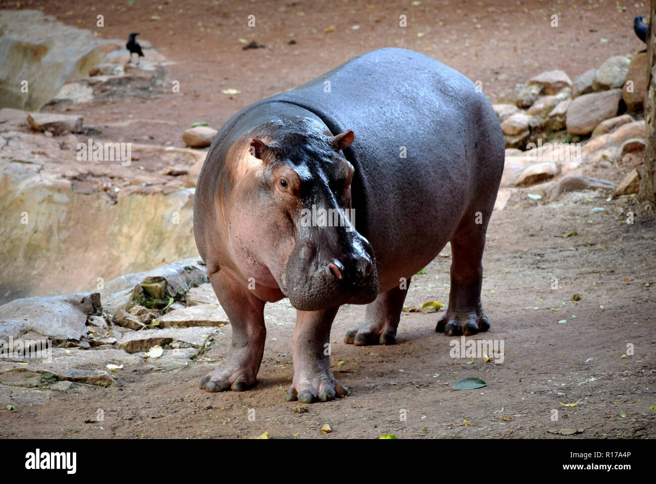 L'hippopotame commun, ou de l'hippopotame, est un grand mammifère herbivore semi-aquatiques, principalement originaires d'Afrique sub-saharienne Banque D'Images