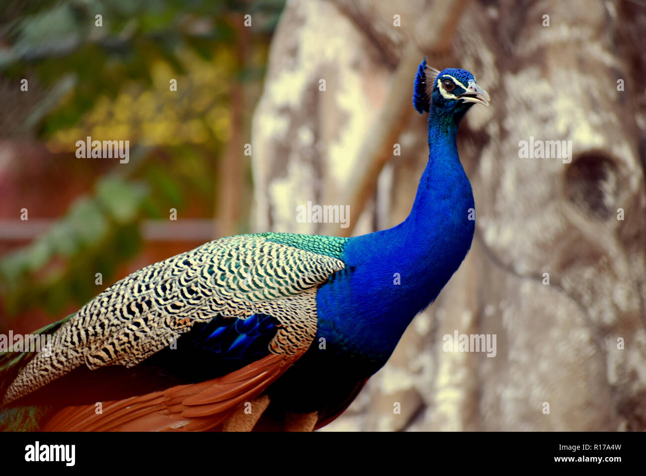 Peacock est un des bel oiseau du monde et est un oiseau national de l'Inde Banque D'Images