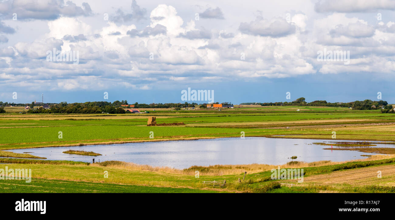 Panorama de paysage de polders avec les terres agricoles et les milieux humides sur l'île de Frise occidentale, Hollande-sept., Pays-Bas Banque D'Images