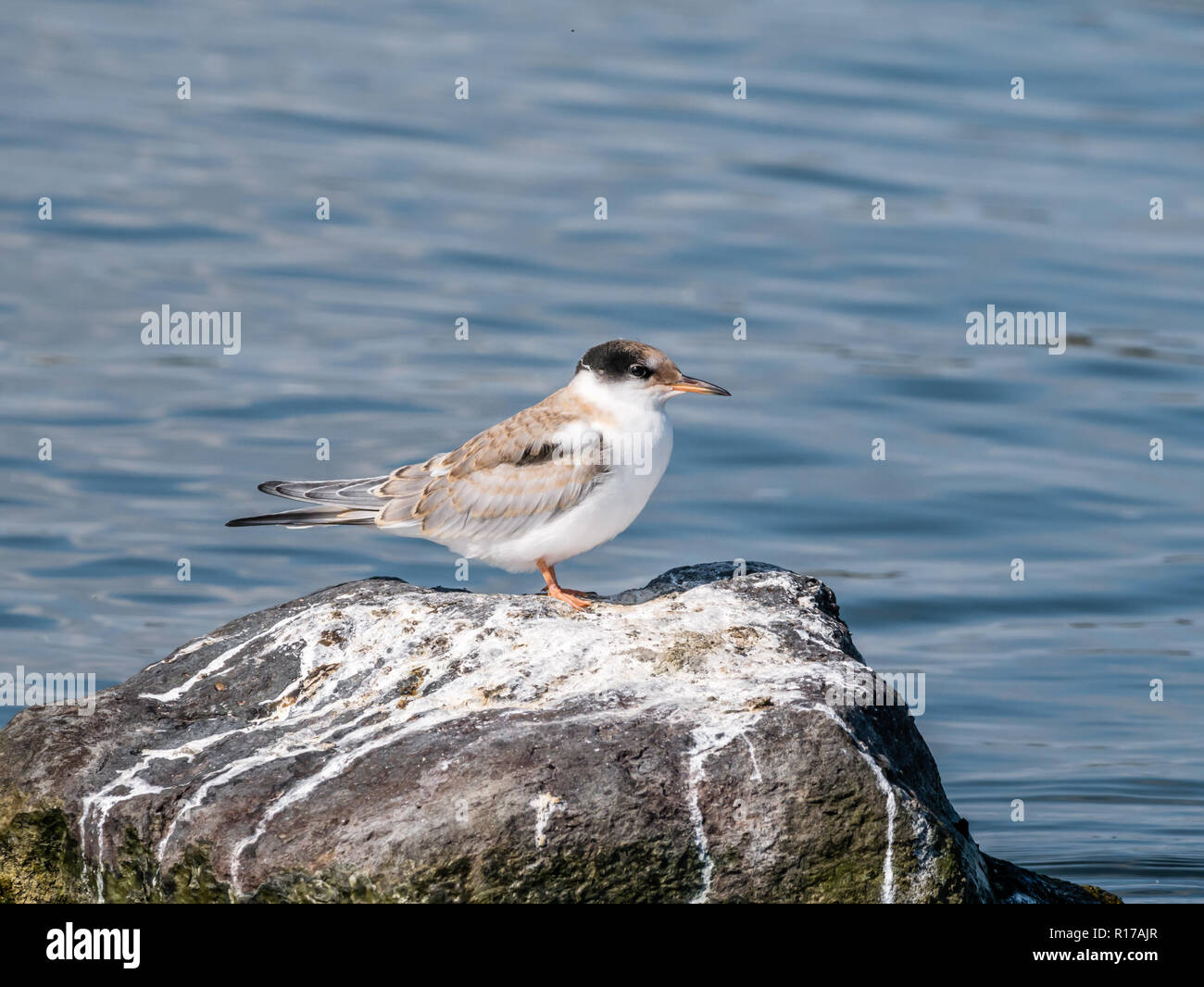 La sterne pierregarin, Sterna hirundo, debout sur des mineurs dans l'eau de roche, de Kreupel, Pays-Bas Banque D'Images