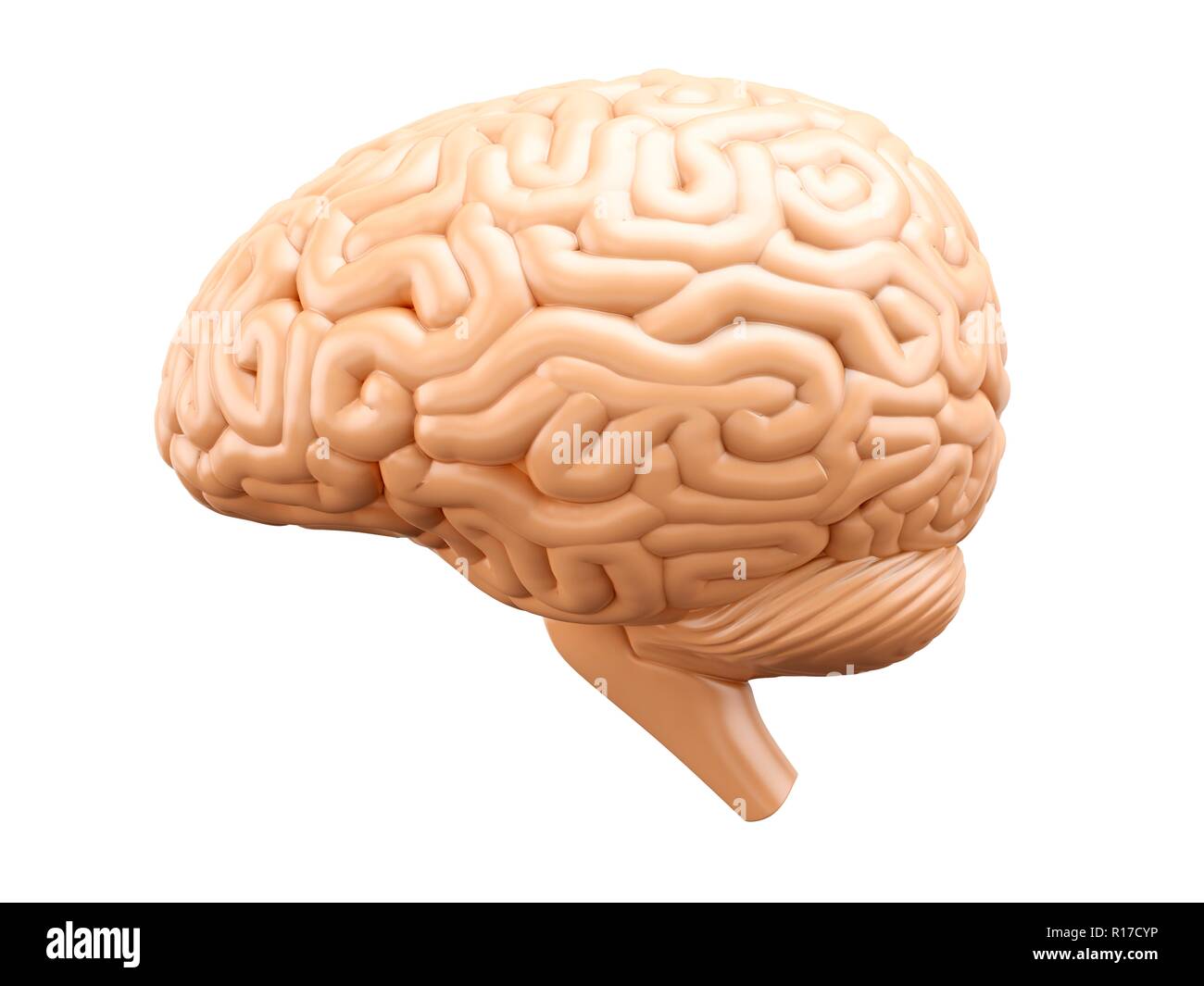 Cerveau humain, vue de côté. 3D illustration isolé sur fond blanc. Banque D'Images