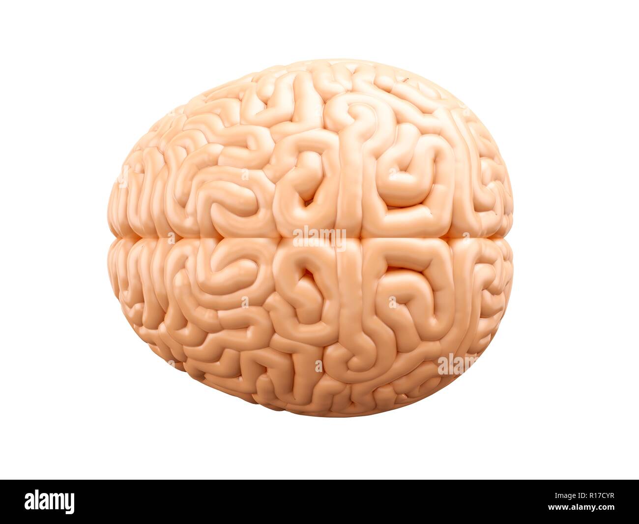 Cerveau humain, vue du dessus. 3D illustration isolé sur fond blanc. Banque D'Images