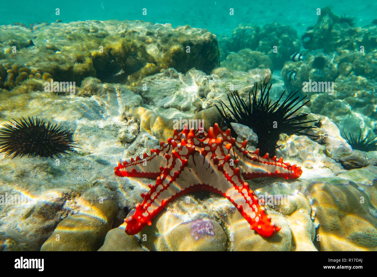 La photographie sous-marine. Red sea star bulbés. Zanzibar, Tanzanie Banque D'Images