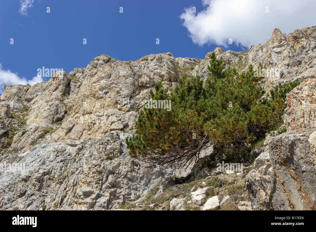 La montagne solitaire (Pinus mugo pine) sur les roches calcaires en haute montagne. Concept de la solitude. Banque D'Images