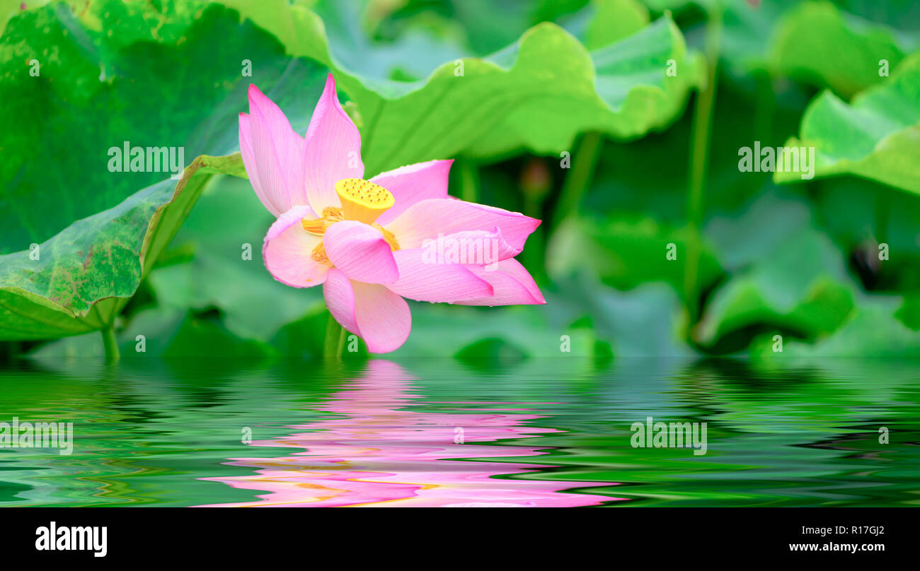 Les étangs de lotus et lotus. L'étang de lotus. Il y a beaucoup de feuilles de lotus. Dans le parc Banque D'Images