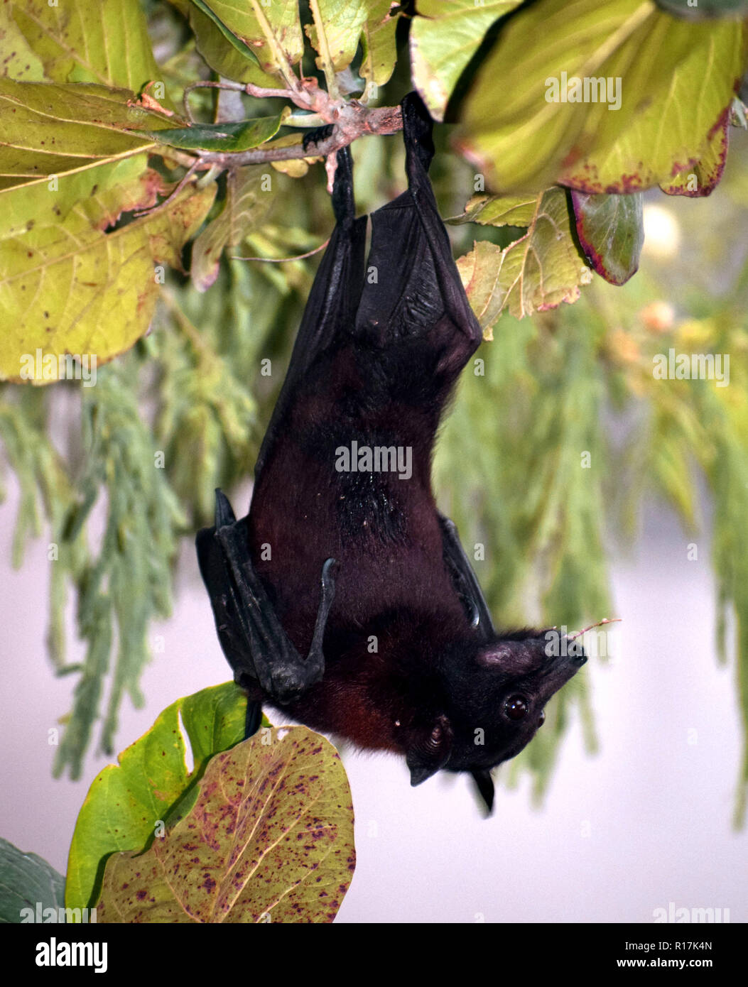 les-chauves-souris-sont-des-mammif-res-de-l-ordre-des-chiropt-res-avec
