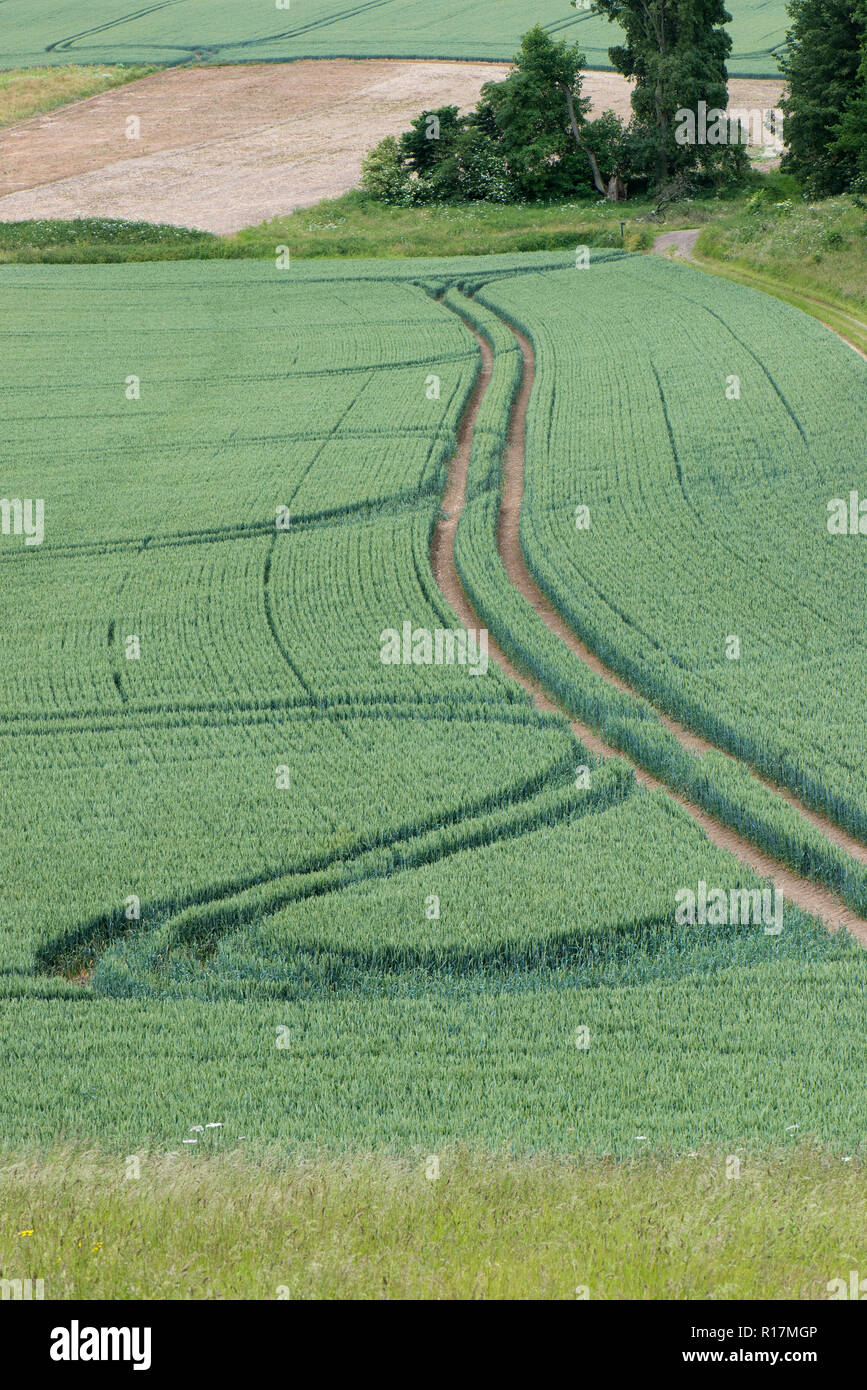Les roues du tracteur et de la limaille dans le blé d'hiver en vert earat la fin de la saison, Berkshire, juin Banque D'Images