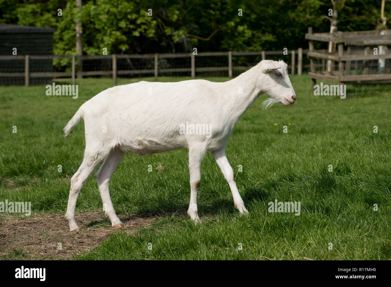 Saanen cross dit s (mâle castré) chèvres la descendance de chèvres laitières maintenu à un animal, Berkshire, Mai Banque D'Images