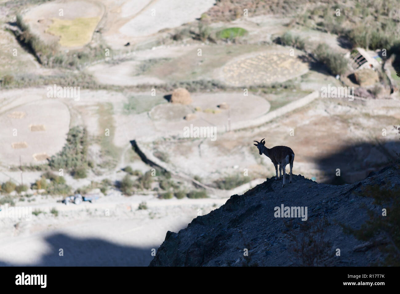 Le bharal (connue aussi sous le nom de mouton) et de champs de Stongdey village (en arrière-plan), le Zanskar, Inde Banque D'Images