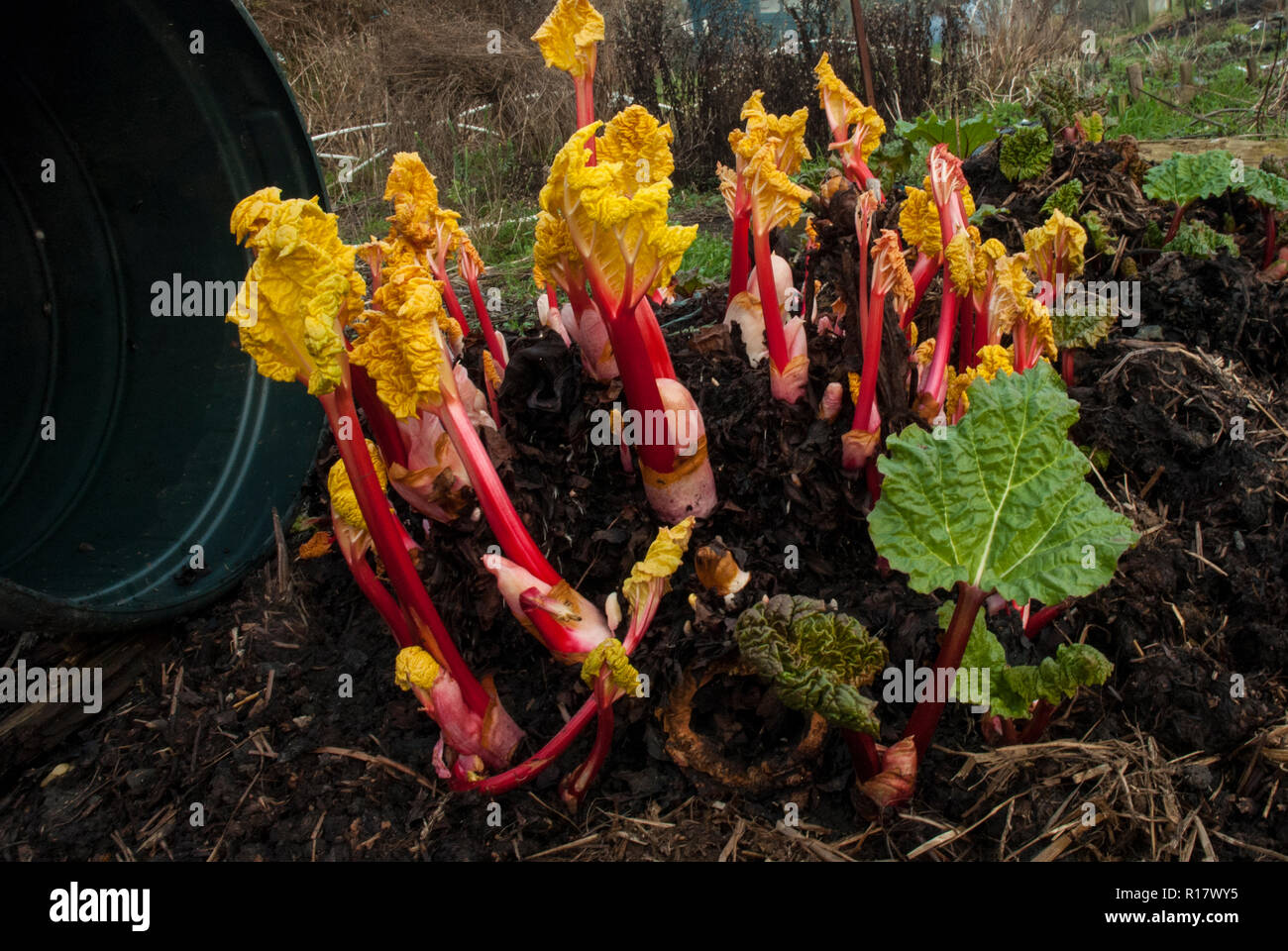 Comment cultiver la rhubarbe champagne forcé au début du printemps dans une poubelle pour le début de la cueillette et l'amélioration de la saveur. Les tiges de couleur rose vif, jaune des feuilles. Banque D'Images