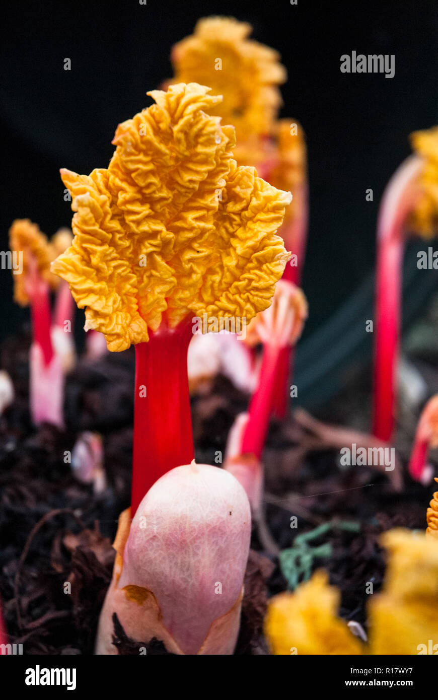 Champagne forcé au début du printemps la rhubarbe cultivée dans une poubelle pour le début de la cueillette et l'amélioration de la saveur. Les tiges de couleur rose vif et jaune des feuilles. Banque D'Images