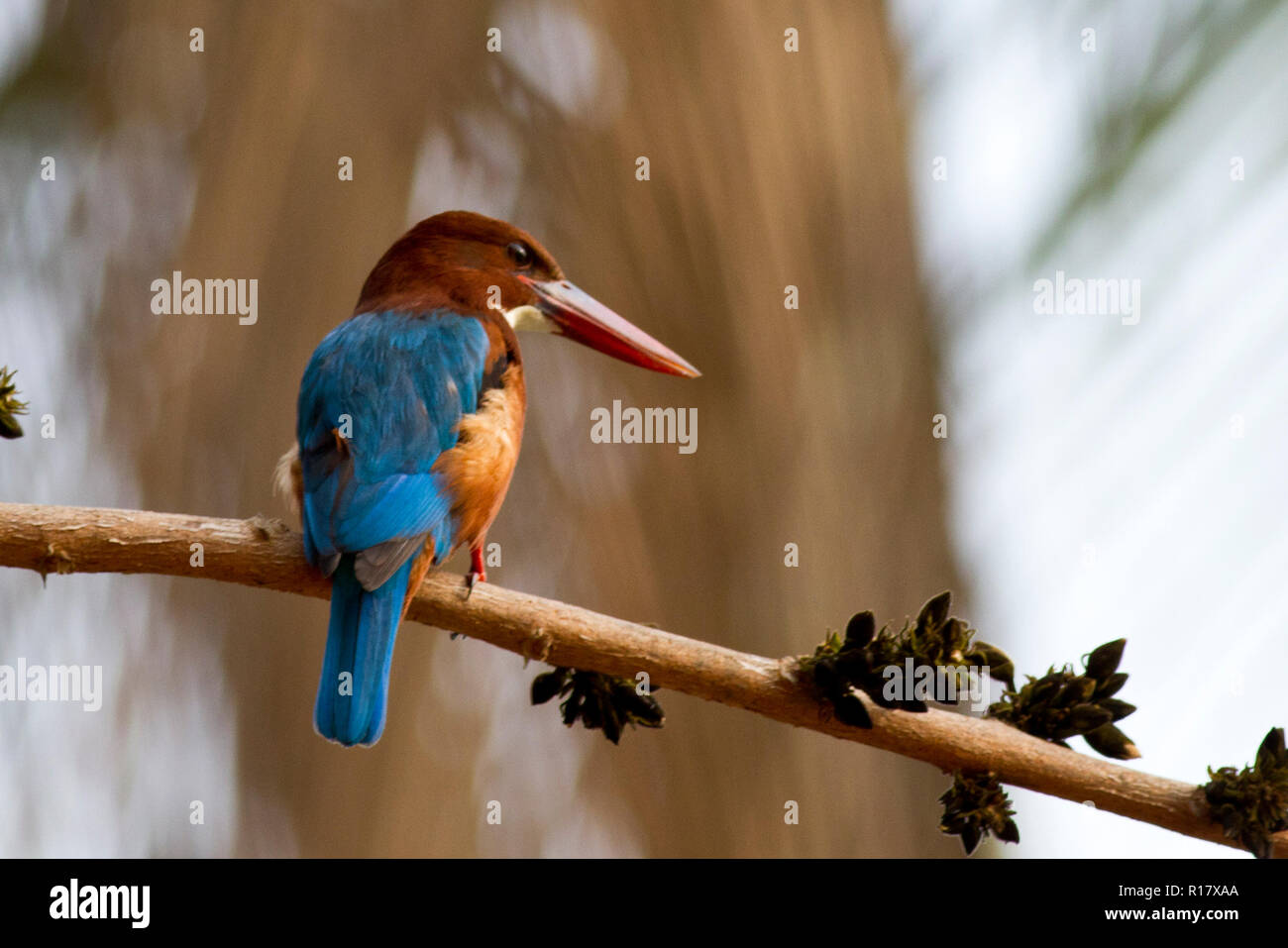 White-throated kingfisher Sadagola Machranga appelé localement. Dhaka, Bangladesh. Banque D'Images