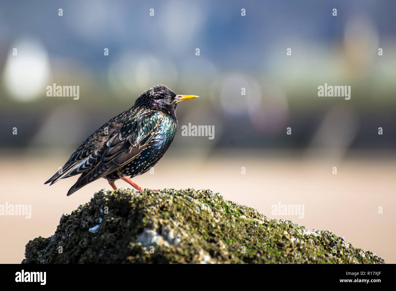 Colorful Etourneau sansonnet (Sturnus vulgaris) sur mousse/mer des roches couvertes de mauvaises herbes sur la plage de Prestatyn, Nord du Pays de Galles, UK 2018 Banque D'Images