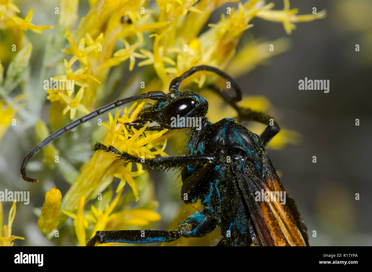 Tarantula Hawk, Pepsis sp., sur le caoutchouc, Chrysothamnus nauseosus bigelovie Banque D'Images