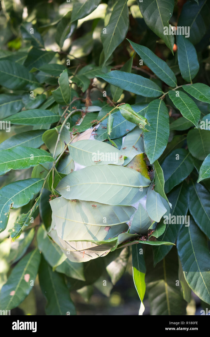 Les fourmis rouge marche dans et hors du nid sur les feuilles de manguier. Banque D'Images