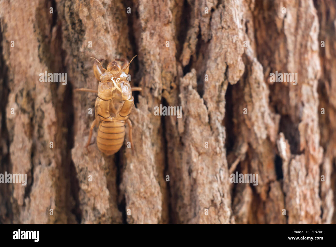 Cigale de Slough la mue des insectes sur le pin à Thung salaeng Luang Parc national . La province de Phitsanulok et Phetchabun . Le nord de la Thaïlande . Une macro Banque D'Images