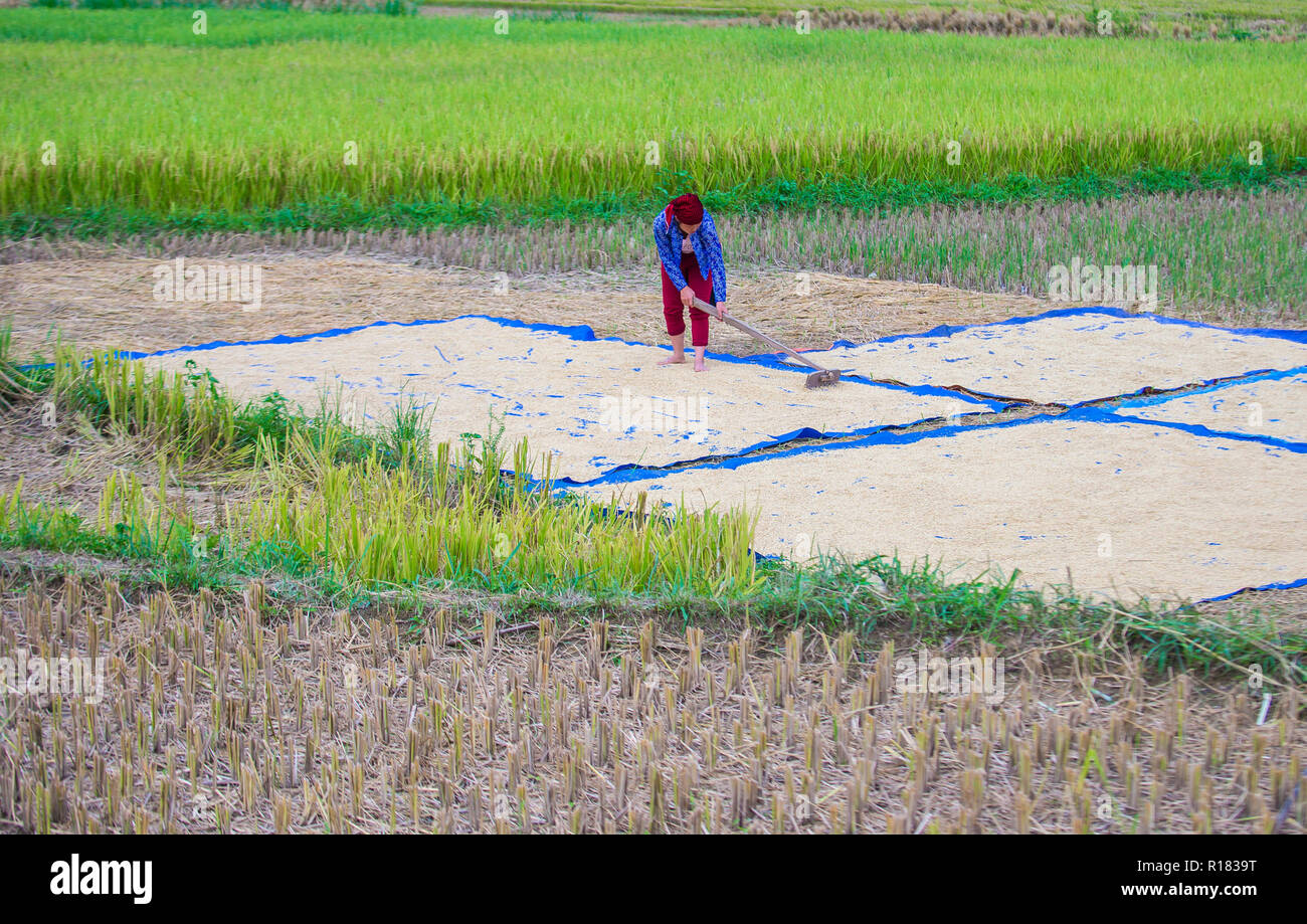 Dans un agriculteur vietnamien countrside près de Ha Giang, Vietnam Banque D'Images