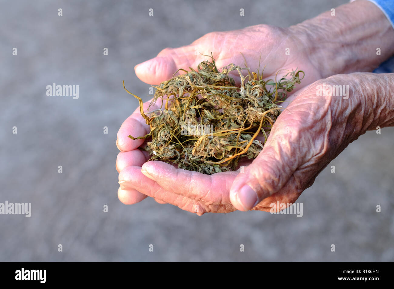 Joint de marijuana weed fumeurs close up on background Banque D'Images