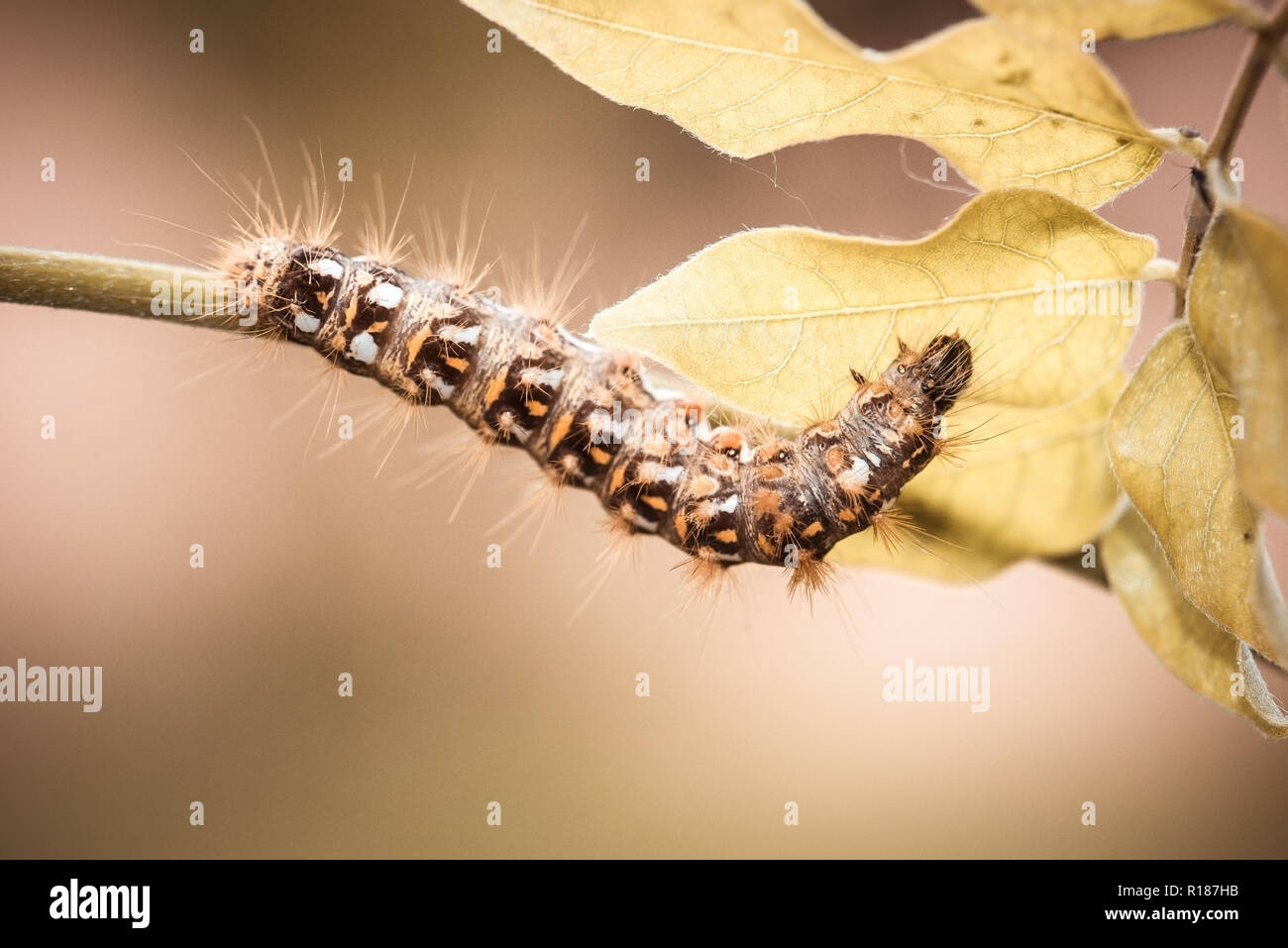 Photo horizontale de belles grosses Caterpillar. Bug se nourrit de plantes d'automne avec déjà les feuilles colorées. Insecte a plusieurs couleurs sur le corps comme le noir, blanc a Banque D'Images