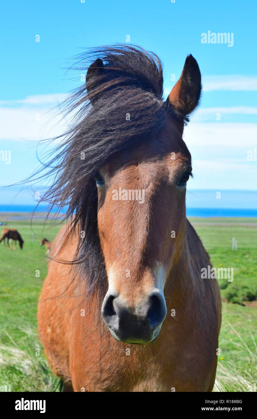Portrait of a cute cheval islandais. Bay. Paysage islandais dans l'arrière-plan. Banque D'Images