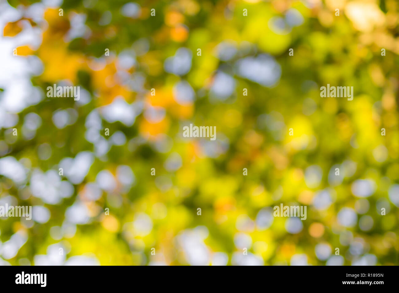 Arrière-plan flou vert naturel à la lumière du soleil, résumé de bokeh rond vert feuilles, arrière-plan flou Banque D'Images